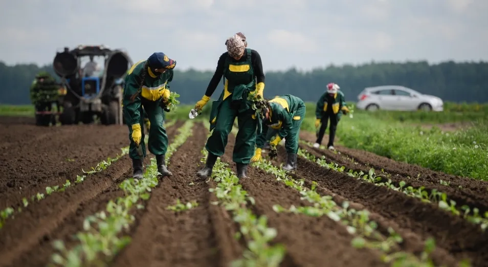 Agricultural workers in the field, performing planting tasks. Rental of agricultural workers for carrying out various farming tasks.